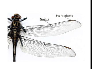 Entomology- insect wing | PPTX