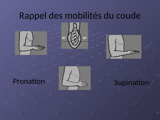 Rappel des mobilités du coude
Pronation Supination
 
