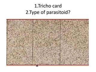 1.Tricho card
2.Type of parasitoid?
 