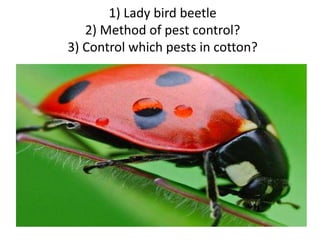 1) Lady bird beetle
2) Method of pest control?
3) Control which pests in cotton?
 