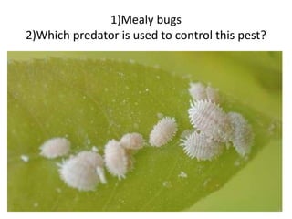 1)Mealy bugs
2)Which predator is used to control this pest?
 