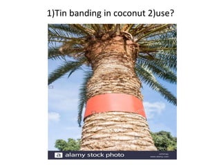 1)Tin banding in coconut 2)use?
 