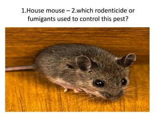 1.House mouse – 2.which rodenticide or
fumigants used to control this pest?
 