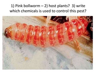 1) Pink bollworm – 2) host plants? 3) write
which chemicals is used to control this pest?
 