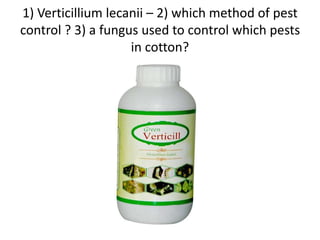 1) Verticillium lecanii – 2) which method of pest
control ? 3) a fungus used to control which pests
in cotton?
 