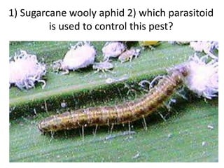 1) Sugarcane wooly aphid 2) which parasitoid
is used to control this pest?
 