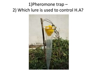 1)Pheromone trap –
2) Which lure is used to control H.A?
 