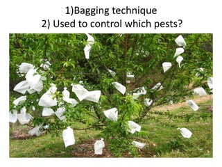 1)Bagging technique
2) Used to control which pests?
 