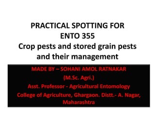 PRACTICAL SPOTTING FOR
ENTO 355
Crop pests and stored grain pests
and their management
MADE BY – SOHANI AMOL RATNAKAR
(M.Sc. Agri.)
Asst. Professor - Agricultural Entomology
College of Agriculture, Ghargaon. Distt.- A. Nagar,
Maharashtra
 