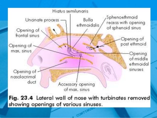 Anatomy And Physiology Paranasal Sinuses Anatomy And Physiology Paranasal Sinuses