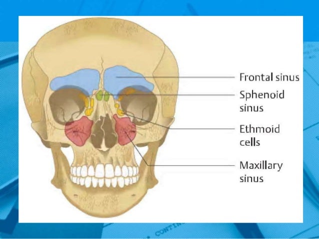 Anatomy And Physiology Paranasal Sinuses