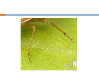 Ambulatory & Cursorial legs modification of Insects by M.Salman | PPTX