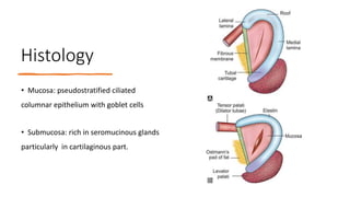Histology
• Mucosa: pseudostratified ciliated
columnar epithelium with goblet cells
• Submucosa: rich in seromucinous glands
particularly in cartilaginous part.
 