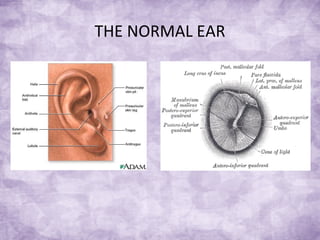 THE NORMAL EAR
 
