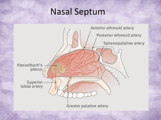 Nasal Septum
 