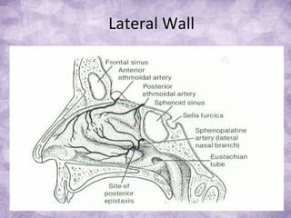Lateral Wall
 