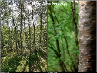 El rey de los bosques
 
