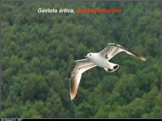 Gaviota ártica, GeirangerFjorden
 