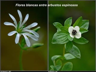 Flores blancas entre arbustos espinosos
 
