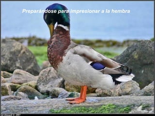 Preparándose para impresionar a la hembra
 