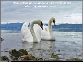Despiértese por la mañana para ver la danza
        del cortejo de los cisnes
 