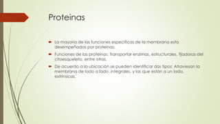 Proteinas
 La mayoría de las funciones especificas de la membrana esta
desempeñadas por proteínas.
 Funciones de las proteínas: Transportar enzimas, estructurales, fijadoras del
citoesqueleto, entre otras.
 De acuerdo a la ubicación se pueden identificar dos tipos: Atraviesan la
membrana de lado a lado ,integrales, y las que están a un lado,
extrínsicas.
 