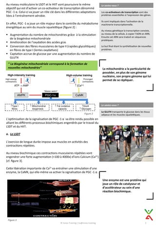 Au	
  niveau	
  moléculaire	
  le	
  LSDT	
  et	
  le	
  HIIT	
  vont	
  poursuivre	
  le	
  même	
  
objec9f	
  qui	
  est	
  d’ac9ver	
  un	
  co-­‐ac9vateur	
  de	
  transcrip9on	
  dénommé	
  
PGC	
  -­‐1	
  α.	
  Celui-­‐ci	
  va	
  jouer	
  un	
  rôle	
  clé	
  dans	
  les	
  diﬀérentes	
  adapta9ons	
  
liées	
  à	
  l’entraînement	
  aérobie.	
  
	
  
En	
  eﬀet,	
  PGC	
  -­‐1	
  α	
  joue	
  un	
  rôle	
  majeur	
  dans	
  le	
  contrôle	
  du	
  métabolisme	
  
énergé9que	
  au	
  sein	
  du	
  muscle	
  squelevque	
  [ﬁgure	
  2]	
  :	
  	
  
	
  
§  Augmenta9on	
  du	
  nombre	
  de	
  mitochondries	
  grâce	
  	
  à	
  la	
  s9mula9on	
  
de	
  la	
  biogénèse	
  mitochondriale	
  
§  Améliora9on	
  de	
  l’oxyda9on	
  des	
  acides	
  gras	
  
§  Conversion	
  des	
  ﬁbres	
  musculaires	
  de	
  type	
  II	
  (rapides	
  glycoli9ques)	
  
en	
  ﬁbres	
  de	
  type	
  I	
  (lentes	
  oxyda9ves)	
  
§  Capta9on	
  accrue	
  de	
  glucose	
  par	
  une	
  augmenta9on	
  du	
  nombre	
  de	
  
GLUT4	
  
Le	
  saviez-­‐vous	
  ?	
  
Les	
  co-­‐ac@vateurs	
  de	
  transcrip@on	
  sont	
  des	
  
protéines	
  essen9elles	
  à	
  l’expression	
  des	
  gênes.	
  
	
  
Ils	
  sont	
  impliqués	
  dans	
  l’ac9va9on	
  de	
  la	
  
machinerie	
  transcrip9onnelle.	
  	
  
	
  
Au	
  niveau	
  géné9que	
  la	
  transcrip9on	
  consiste,	
  
au	
  niveau	
  de	
  la	
  cellule,	
  à	
  copier	
  l’ADN	
  en	
  ARN.	
  
Ensuite	
  cet	
  ARN	
  sera	
  traduit	
  en	
  séquences	
  
protéiques.	
  
	
  
Le	
  but	
  ﬁnal	
  étant	
  la	
  synthé9sa9on	
  de	
  nouvelles	
  
protéines.	
  
’’	
  La	
  Biogénèse	
  mitochondriale	
  correspond	
  à	
  la	
  forma8on	
  de	
  
nouvelles	
  mitochondries’’	
  
L’op9misa9on	
  de	
  la	
  signalisa9on	
  de	
  PGC	
  -­‐1	
  α	
  	
  va	
  être	
  rendu	
  possible	
  en	
  
alliant	
  les	
  diﬀérents	
  processus	
  biochimiques	
  engendrés	
  par	
  le	
  travail	
  du	
  
LSDT	
  et	
  du	
  HIIT.	
  
	
  
a.  Le	
  LSDT	
  
	
  
L’exercice	
  de	
  longue	
  durée	
  impose	
  aux	
  muscles	
  en	
  ac9vités	
  des	
  
contrac9ons	
  répétées.	
  	
  
	
  
Au	
  niveau	
  biochimique	
  ces	
  contrac9ons	
  musculaires	
  répétées	
  vont	
  
engendrer	
  une	
  forte	
  augmenta9on	
  (+100	
  à	
  4000x)	
  d’ions	
  Calcium	
  (Ca2+)	
  
[cf.	
  ﬁgure	
  3].	
  
	
  
CeCe	
  libéra9on	
  importante	
  de	
  Ca2+	
  va	
  entraîner	
  une	
  s9mula9on	
  d’une	
  
enzyme,	
  la	
  CaMK,	
  qui	
  elle-­‐même	
  va	
  ac9ver	
  la	
  signalisa9on	
  de	
  PGC	
  -­‐1	
  α	
  .	
  
La	
  mitochondrie	
  a	
  la	
  par@cularité	
  de	
  
posséder,	
  en	
  plus	
  de	
  son	
  génome	
  
nucléaire,	
  son	
  propre	
  génome	
  qui	
  lui	
  
permet	
  de	
  se	
  répliquer.	
  
Le	
  saviez-­‐vous	
  ?	
  
Le	
  GLUT4	
  transporte	
  le	
  glucose	
  dans	
  les	
  9ssus	
  
adipeux	
  et	
  les	
  muscles	
  squelevques.	
  	
  Figure	
  2	
  
Figure	
  3	
  
Une	
  enzyme	
  est	
  une	
  protéine	
  qui	
  
joue	
  un	
  rôle	
  de	
  catalyseur	
  et	
  
d’accélérateur	
  au	
  sein	
  d’une	
  
réac@on	
  biochimique.	
  
3	
  ©	
  Innov-­‐Training	
  |	
  ks@innov.training	
  
 