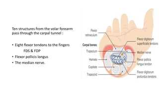 Ten structures from the volar forearm
pass through the carpal tunnel :
• Eight flexor tendons to the fingers
FDS & FDP
• Flexor pollicis longus
• The median nerve.
 