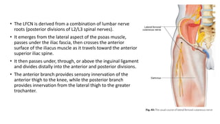 • The LFCN is derived from a combination of lumbar nerve
roots (posterior divisions of L2/L3 spinal nerves).
• It emerges from the lateral aspect of the psoas muscle,
passes under the iliac fascia, then crosses the anterior
surface of the iliacus muscle as it travels toward the anterior
superior iliac spine.
• It then passes under, through, or above the inguinal ligament
and divides distally into the anterior and posterior divisions.
• The anterior branch provides sensory innervation of the
anterior thigh to the knee, while the posterior branch
provides innervation from the lateral thigh to the greater
trochanter.
 