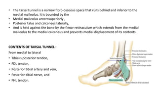CONTENTS OF TARSAL TUNNEL :
From medial to lateral
• Tibialis posterior tendon,
• FDL tendon,
• Posterior tibial artery and vein,
• Posterior tibial nerve, and
• FHL tendon.
• The tarsal tunnel is a narrow fibro-osseous space that runs behind and inferior to the
medial malleolus. It is bounded by the
• Medial malleolus anterosuperiorly ,
• Posterior talus and calcaneus laterally,
• And is held against the bone by the flexor retinaculum which extends from the medial
malleolus to the medial calcaneus and prevents medial displacement of its contents.
 