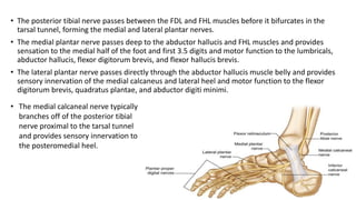 • The posterior tibial nerve passes between the FDL and FHL muscles before it bifurcates in the
tarsal tunnel, forming the medial and lateral plantar nerves.
• The medial plantar nerve passes deep to the abductor hallucis and FHL muscles and provides
sensation to the medial half of the foot and first 3.5 digits and motor function to the lumbricals,
abductor hallucis, flexor digitorum brevis, and flexor hallucis brevis.
• The lateral plantar nerve passes directly through the abductor hallucis muscle belly and provides
sensory innervation of the medial calcaneus and lateral heel and motor function to the flexor
digitorum brevis, quadratus plantae, and abductor digiti minimi.
• The medial calcaneal nerve typically
branches off of the posterior tibial
nerve proximal to the tarsal tunnel
and provides sensory innervation to
the posteromedial heel.
 