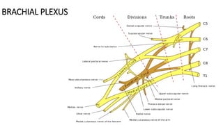 BRACHIAL PLEXUS
 