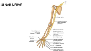 ULNAR NERVE
 