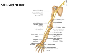 MEDIAN NERVE
 