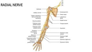 RADIAL NERVE
 