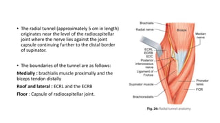 • The radial tunnel (approximately 5 cm in length)
originates near the level of the radiocapitellar
joint where the nerve lies against the joint
capsule continuing further to the distal border
of supinator.
• The boundaries of the tunnel are as follows:
Medially : brachialis muscle proximally and the
biceps tendon distally
Roof and lateral : ECRL and the ECRB
Floor : Capsule of radiocapitellar joint.
 