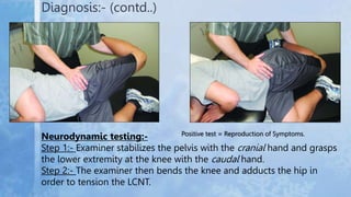 Diagnosis:- (contd..)
Neurodynamic testing:-
Step 1:- Examiner stabilizes the pelvis with the cranial hand and grasps
the ...