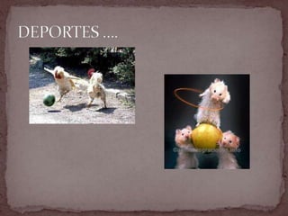 DEPORTES ….