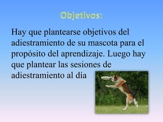 Hay que plantearse objetivos del
adiestramiento de su mascota para el
propósito del aprendizaje. Luego hay
que plantear las sesiones de
adiestramiento al día