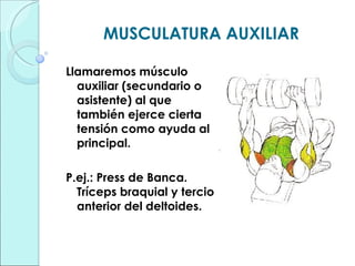 MUSCULATURA AUXILIAR Llamaremos músculo auxiliar (secundario o asistente) al que también ejerce cierta tensión como ayuda al principal. P.ej.: Press de Banca. Tríceps braquial y tercio anterior del deltoides. 