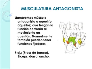 MUSCULATURA ANTAGONISTA Llamaremos músculo antagonista a aquel (o aquellos) que tengan la función contraria al movimiento en cuestión. Normalmente también pueden tener funciones fijadoras. P.ej.: (Press de banca). Bíceps, dorsal ancho. 