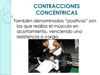 CONTRACCIONES CONCÉNTRICAS También denominadas “positivas” son las que realiza el músculo en acortamiento, venciendo una resistencia o carga. 