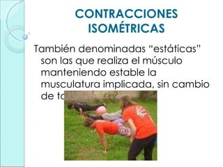 CONTRACCIONES ISOMÉTRICAS También denominadas “estáticas” son las que realiza el músculo manteniendo estable la musculatura implicada, sin cambio de tamaño. 