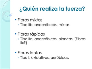 ¿Quién realiza la fuerza? Fibras mixtas Tipo IIb, anaeróbicas, mixtas. Fibras rápidas Tipo IIa, anaeróbicas, blancas. (Fibras IIx?) Fibras lentas Tipo I, oxidativas, aeróbicas. 