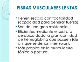 FIBRAS MUSCULARES LENTAS Tienen escasa contractibilidad (capacidad para generar fuerza). Son de una gran resistencia. Eficientes mediante el sustrato aeróbico dada la gran cantidad de hemoglobina que poseen (de ahí que se denominen rojas). Más propias en la musculatura tónica o postural. 
