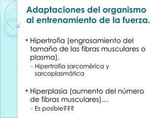 Adaptaciones del organismo al entrenamiento de la fuerza. Hipertrofia (engrosamiento del tamaño de las fibras musculares o plasma). Hipertrofia sarcomérica y sarcoplasmática Hiperplasia (aumento del número de fibras musculares)… Es posible???  