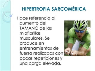 HIPERTROFIA SARCOMÉRICA Hace referencia al aumento del TAMAÑO de las miofibrillas musculares. Se produce en entrenamientos de fuerza realizados con pocas repeticiones y una carga elevada. 