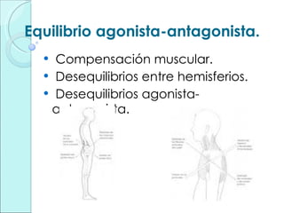 Equilibrio agonista-antagonista. Compensación muscular. Desequilibrios entre hemisferios. Desequilibrios agonista-antagonista. 