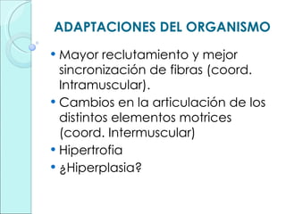 ADAPTACIONES DEL ORGANISMO Mayor reclutamiento y mejor sincronización de fibras (coord. Intramuscular). Cambios en la articulación de los distintos elementos motrices (coord. Intermuscular) Hipertrofia ¿Hiperplasia? 
