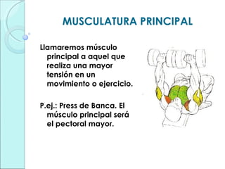 MUSCULATURA PRINCIPAL Llamaremos músculo principal a aquel que realiza una mayor tensión en un movimiento o ejercicio. P.ej.: Press de Banca. El músculo principal será el pectoral mayor. 
